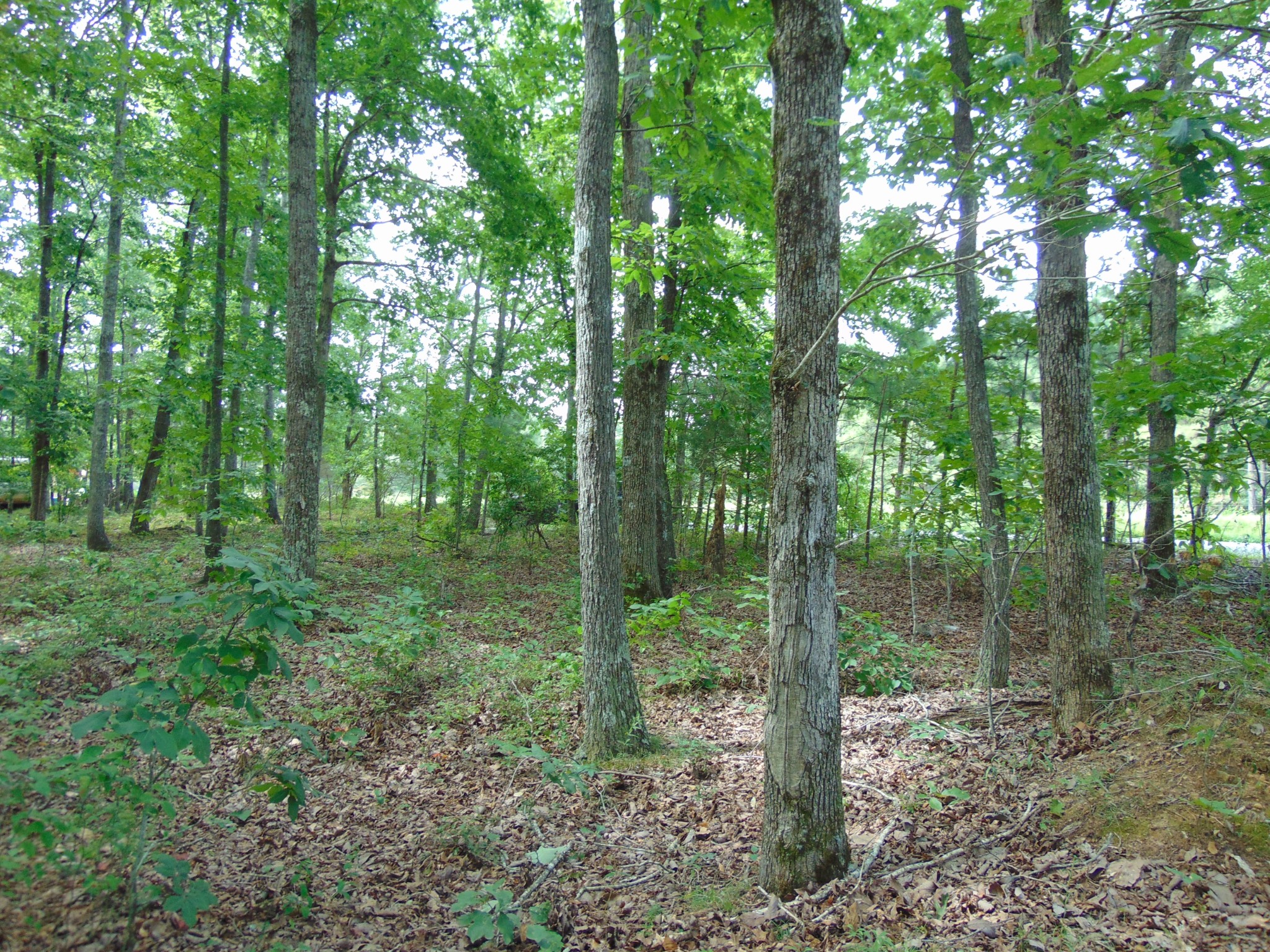 436 Walker Road Summertown, TN 38483 - Photo 2 of 8 Gallery Image 2