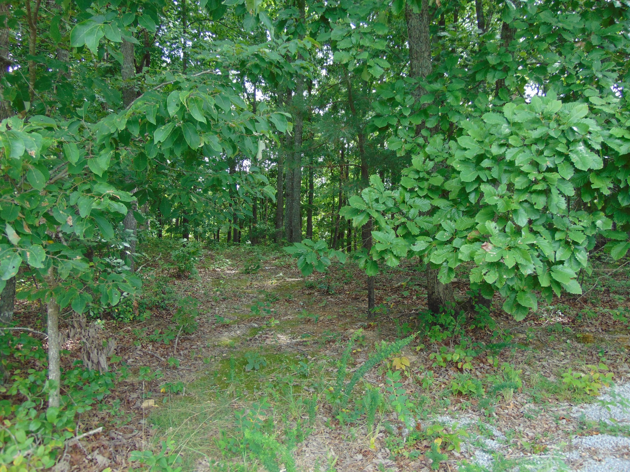 436 Walker Road Summertown, TN 38483 - Photo 3 of 8 Gallery Image 3