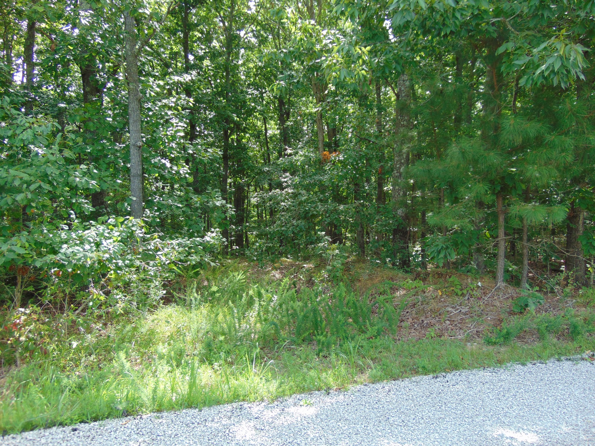 436 Walker Road Summertown, TN 38483 - Photo 4 of 8 Gallery Image 4
