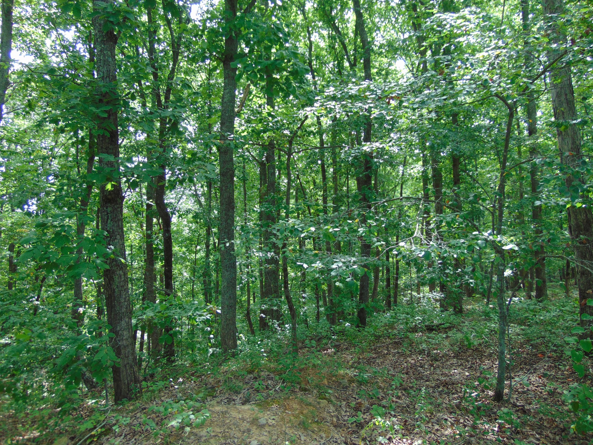 436 Walker Road Summertown, TN 38483 - Photo 5 of 8 Gallery Image 5