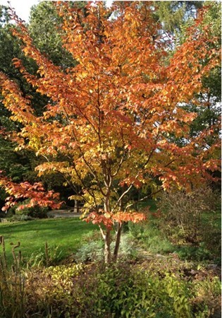 15 Bracebridge Road Newton, MA 02459 - Photo 26 of 30