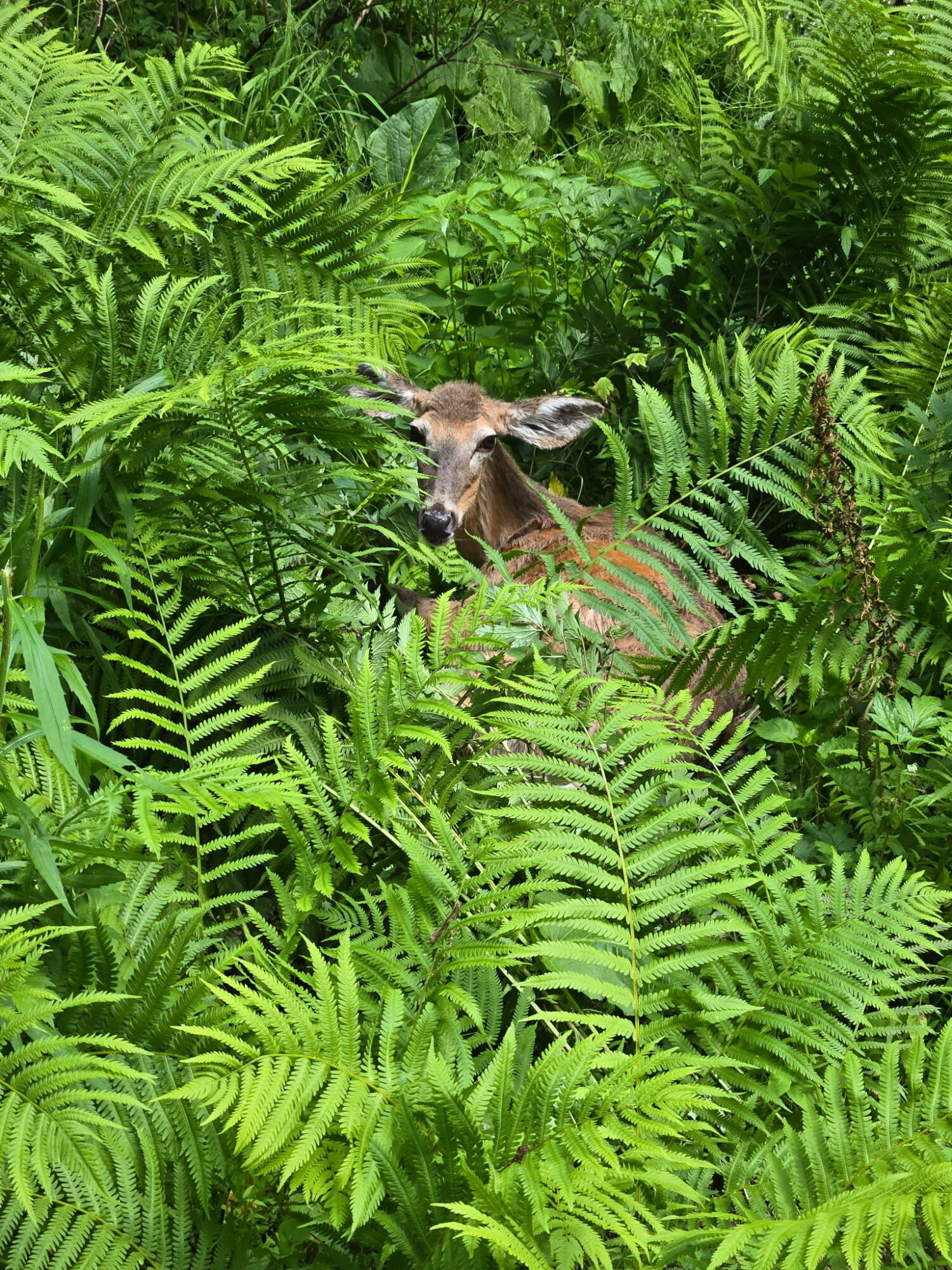 1341 Beaver Valley Road Stroudsburg, PA 18360 - Photo 32 of 84 a backyard of a house with lots of green space