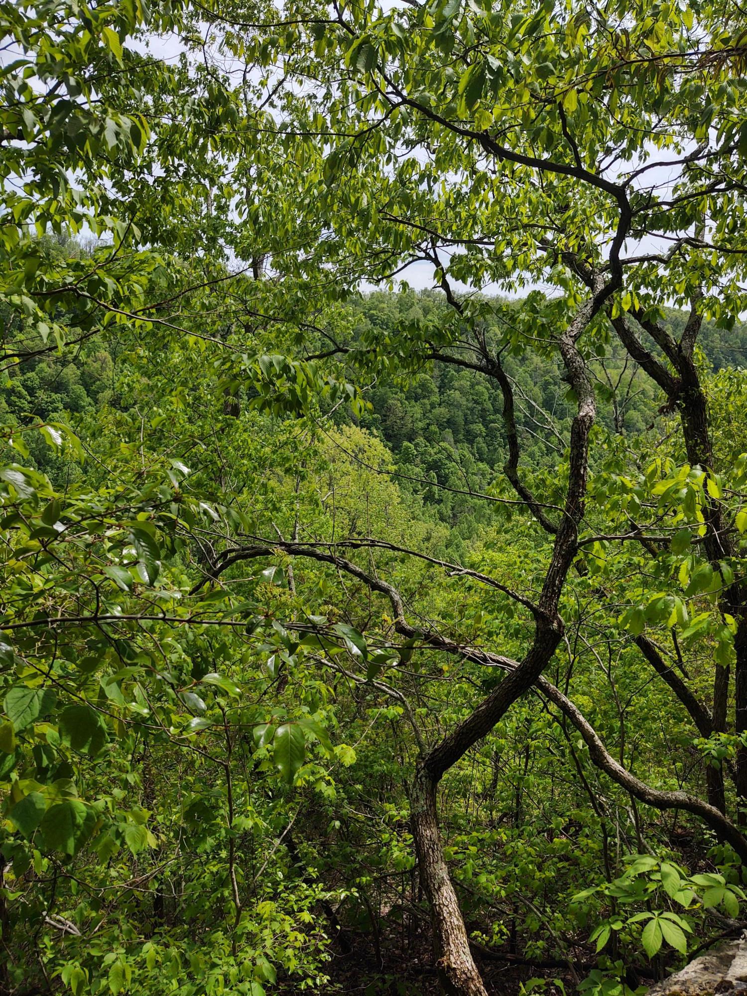 0 Darrell Randall Road, Unit LOT # 10 Stanton, KY 40380 - Photo 6 of 8 IMG_20210504_145217106_HDR
