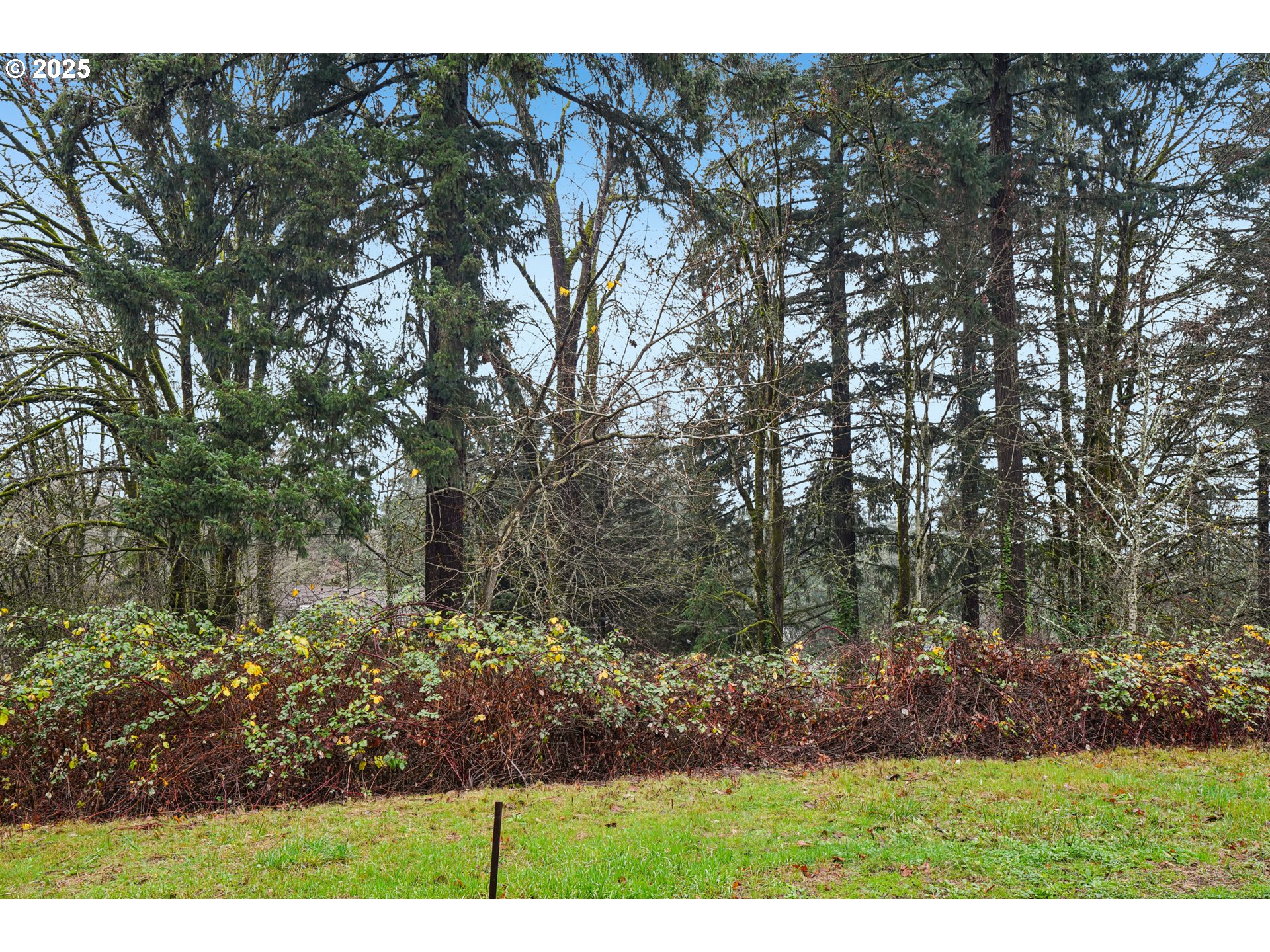 3317 Southwest Parsons Court Portland, OR 97219 - Photo 3 of 15 a view of backyard with green space