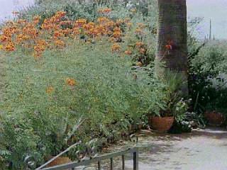 4040 North Swan Road Tucson, AZ 85718 - Photo 5 of 6