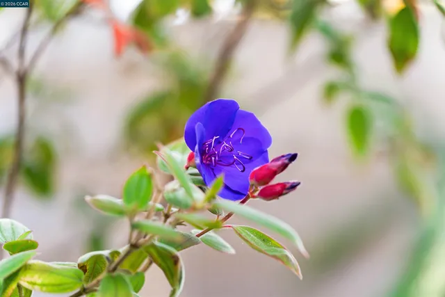 $969,000 | 582 La Corso Drive, Walnut Creek, CA 94598