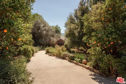 a view of a yard with plants and trees