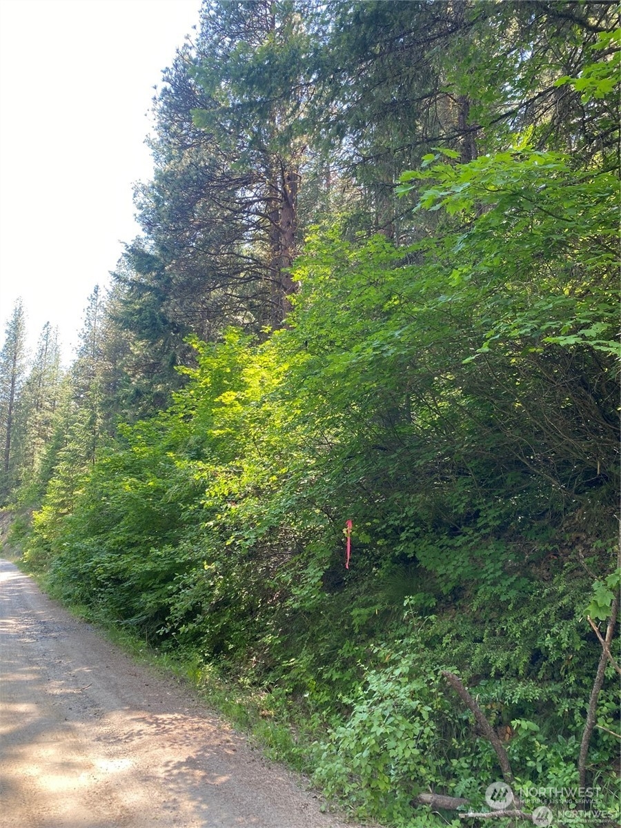 a view of a forest with a tree