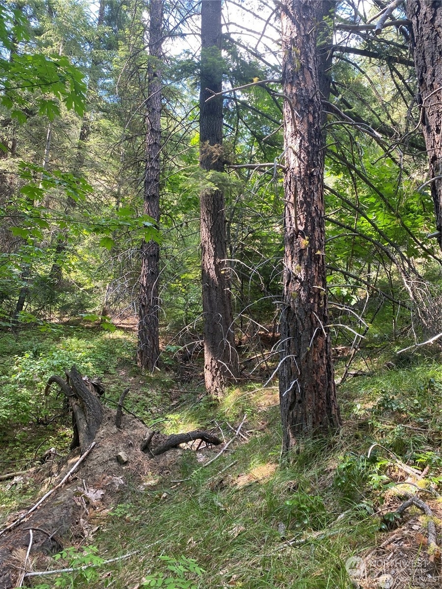 0 Second Creek Road Leavenworth, WA 98826 - Photo 6 of 6 a view of a tree in a yard