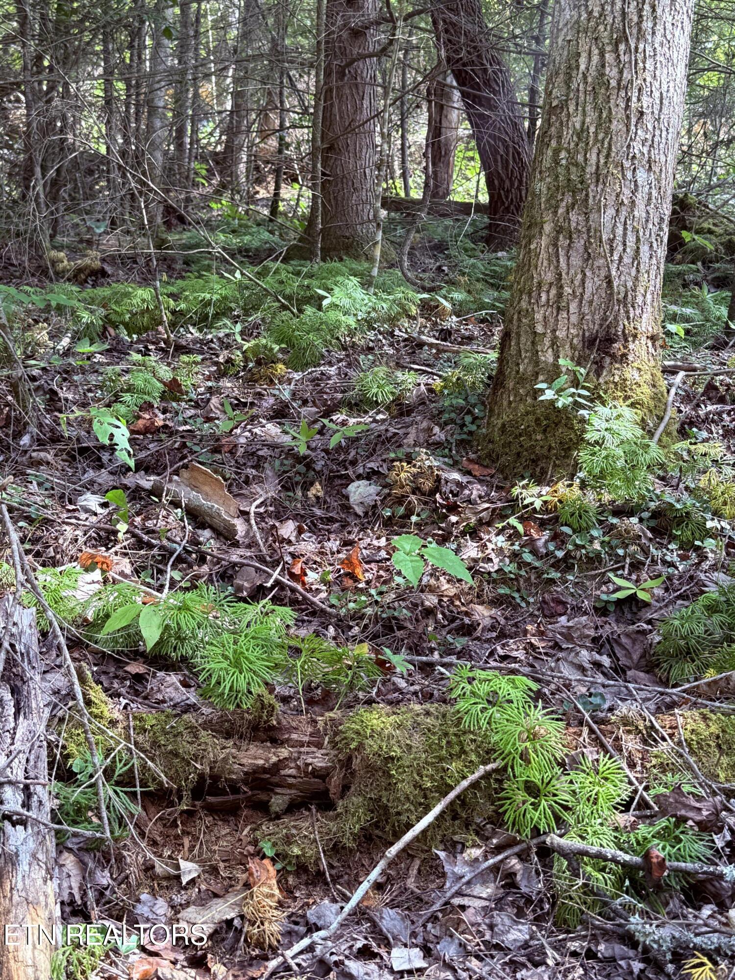 1055 Big 4 Road La Follette, TN 37766 - Photo 11 of 24 Forest Floor