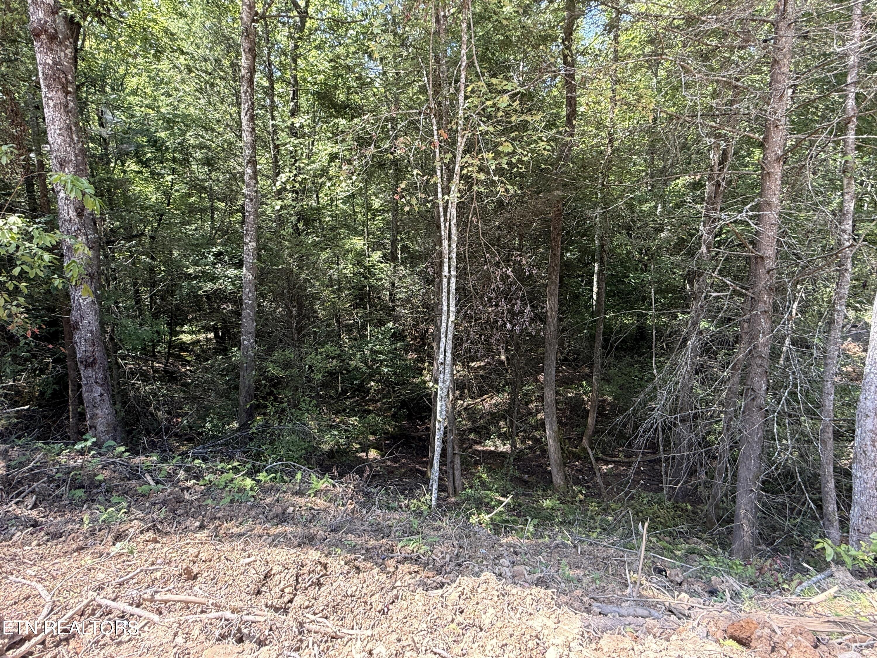 1055 Big 4 Road La Follette, TN 37766 - Photo 15 of 24 Below Dam Stream