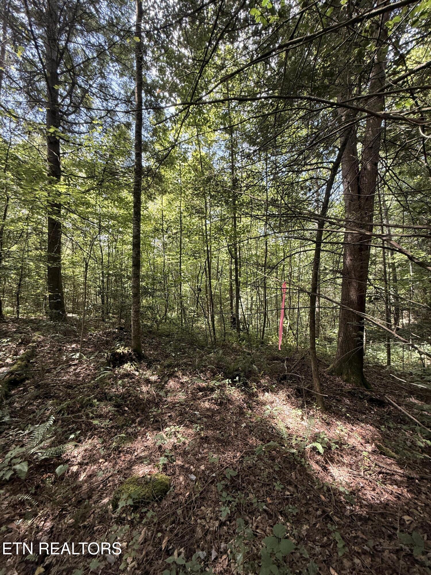 1055 Big 4 Road La Follette, TN 37766 - Photo 17 of 24 Road to back sites