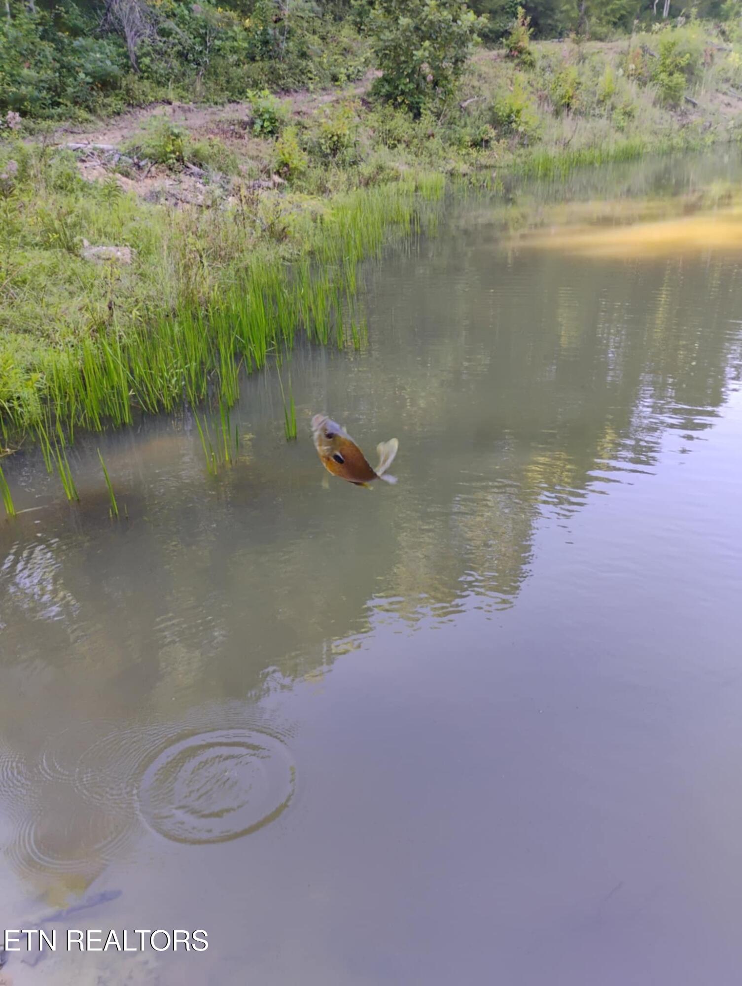 1055 Big 4 Road La Follette, TN 37766 - Photo 4 of 24 Fish pic 1055 Big 4