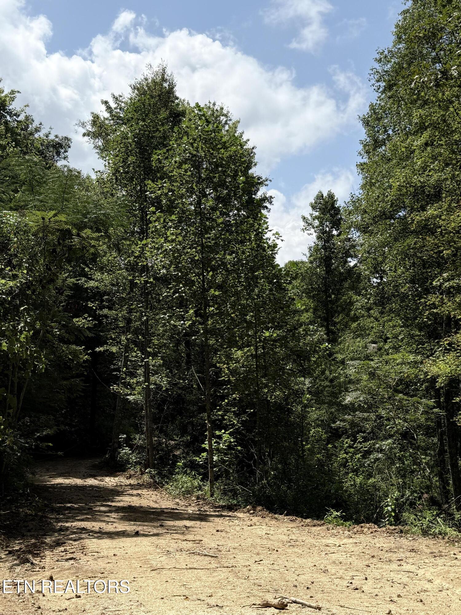 1055 Big 4 Road La Follette, TN 37766 - Photo 6 of 24 Driveway off of Big 4
