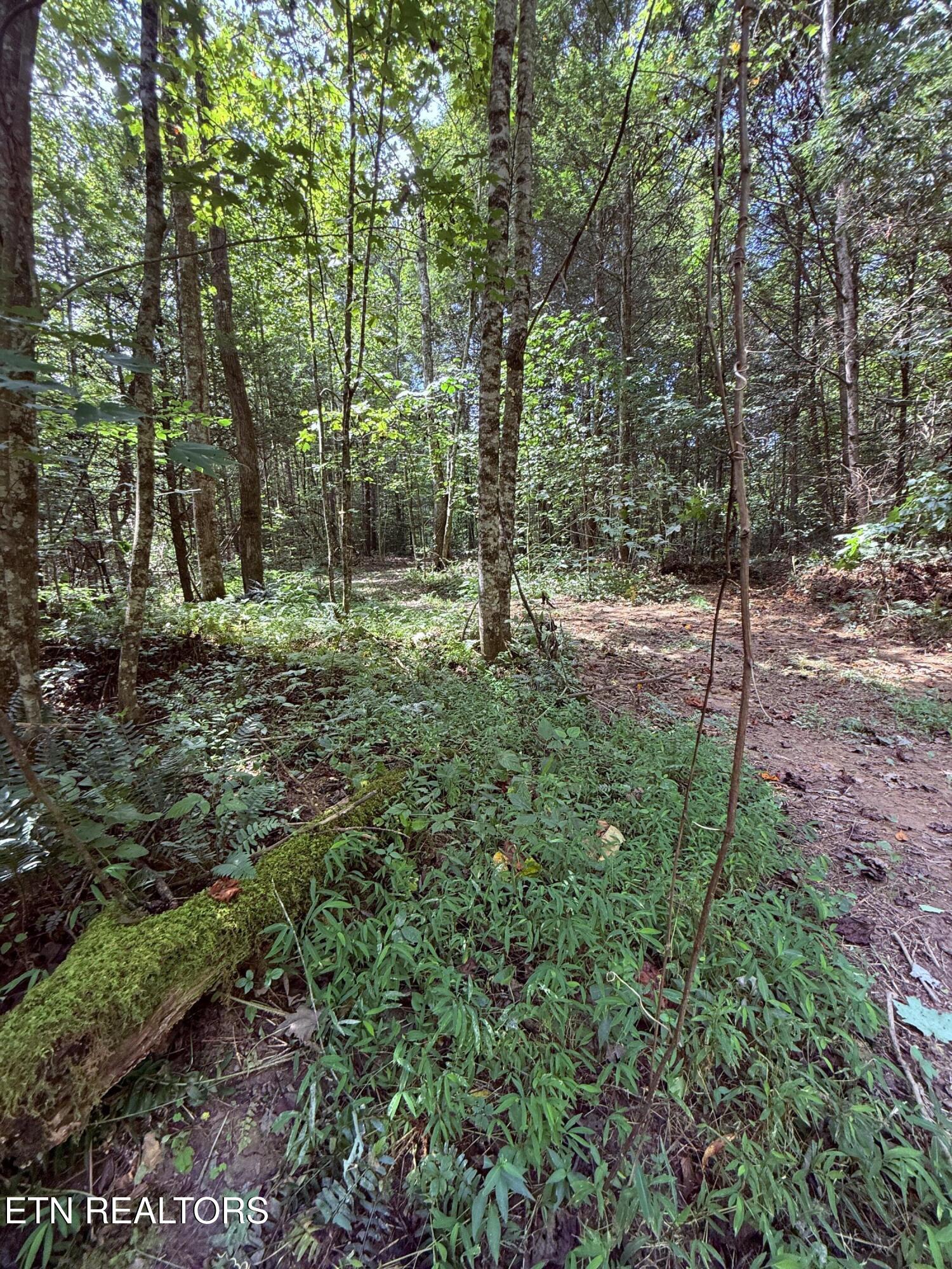 1055 Big 4 Road La Follette, TN 37766 - Photo 7 of 24 Road to build site