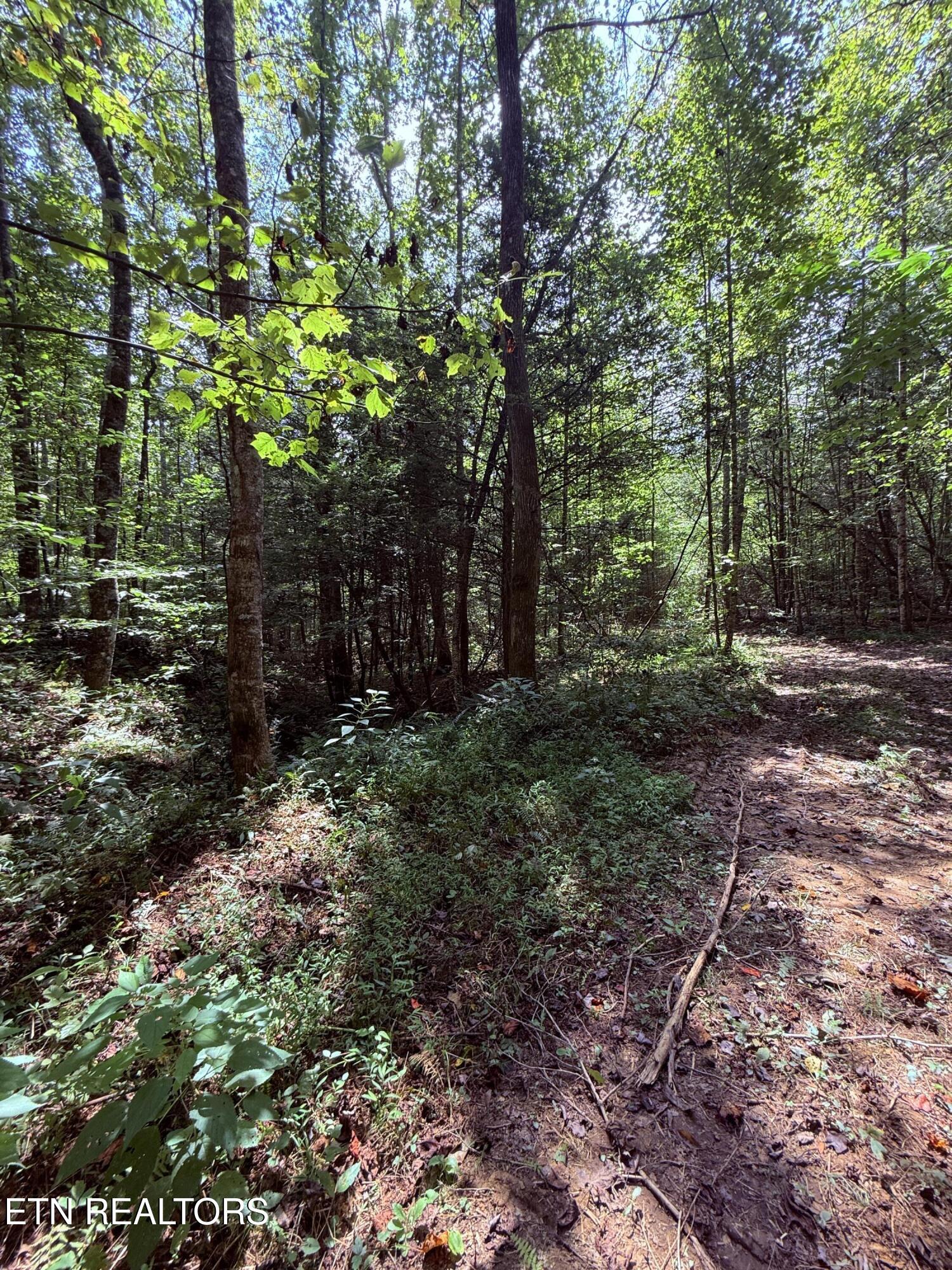 1055 Big 4 Road La Follette, TN 37766 - Photo 9 of 24 Road to build site