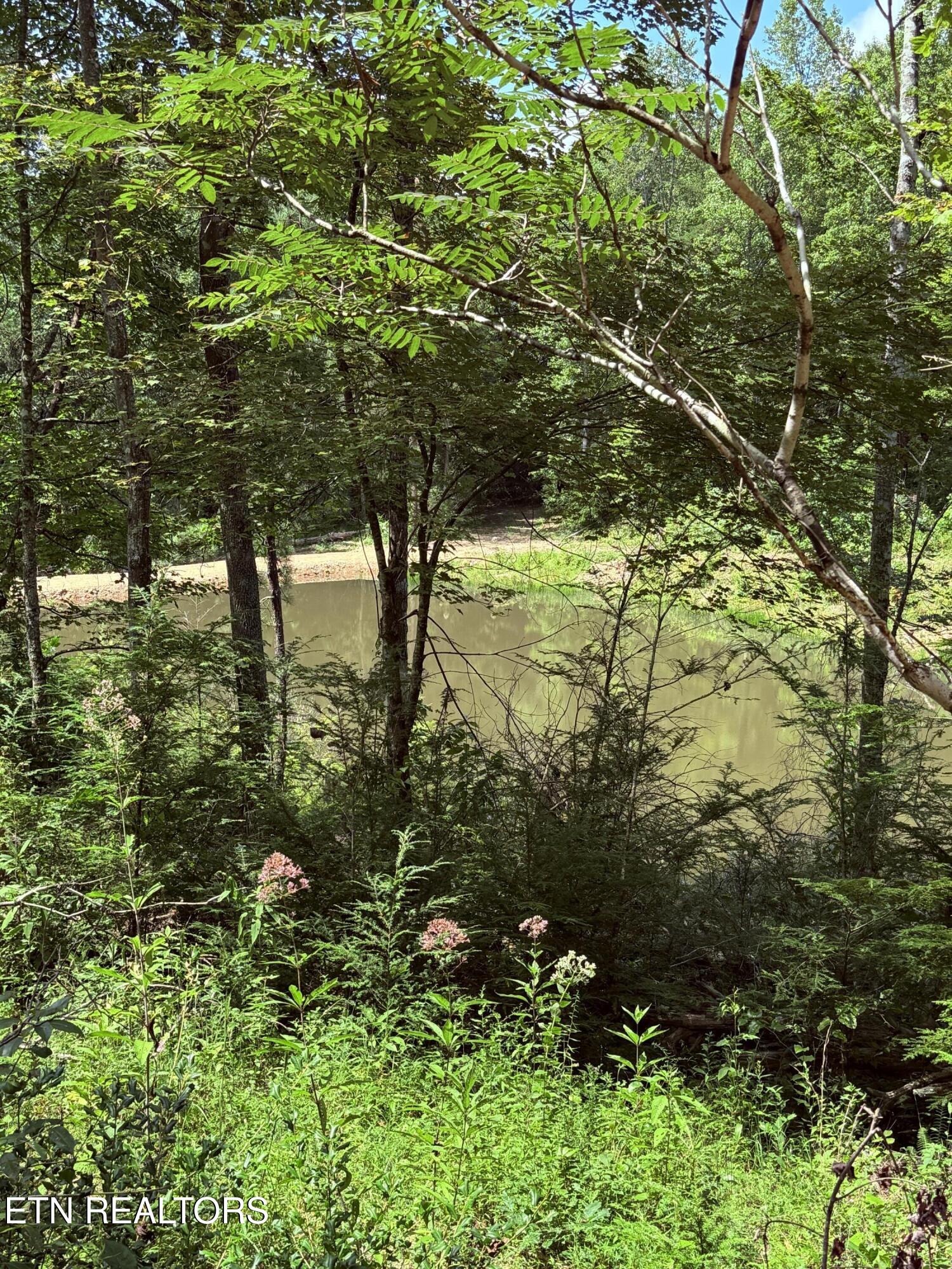 1055 Big 4 Road La Follette, TN 37766 - Photo 10 of 24 House Site View