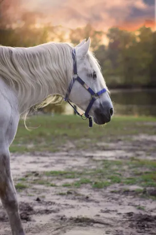 $1,249,999 | 10792 North 600 East, Demotte, IN 46310