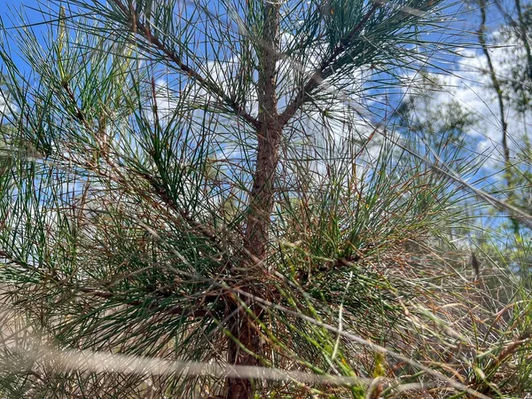 $198,850 | 1 Fm 2827, Warren, TX 77664