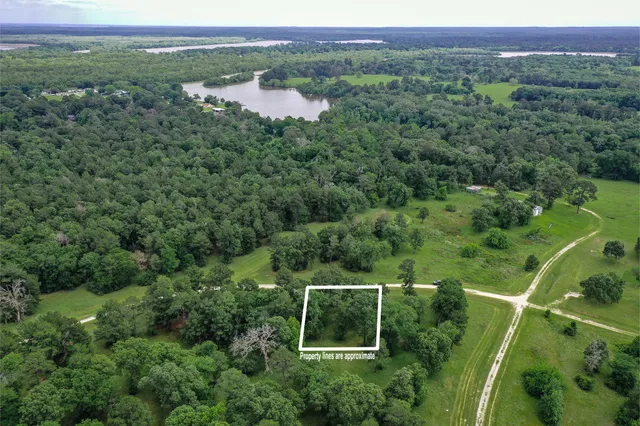 a view of a lush green forest with a lake