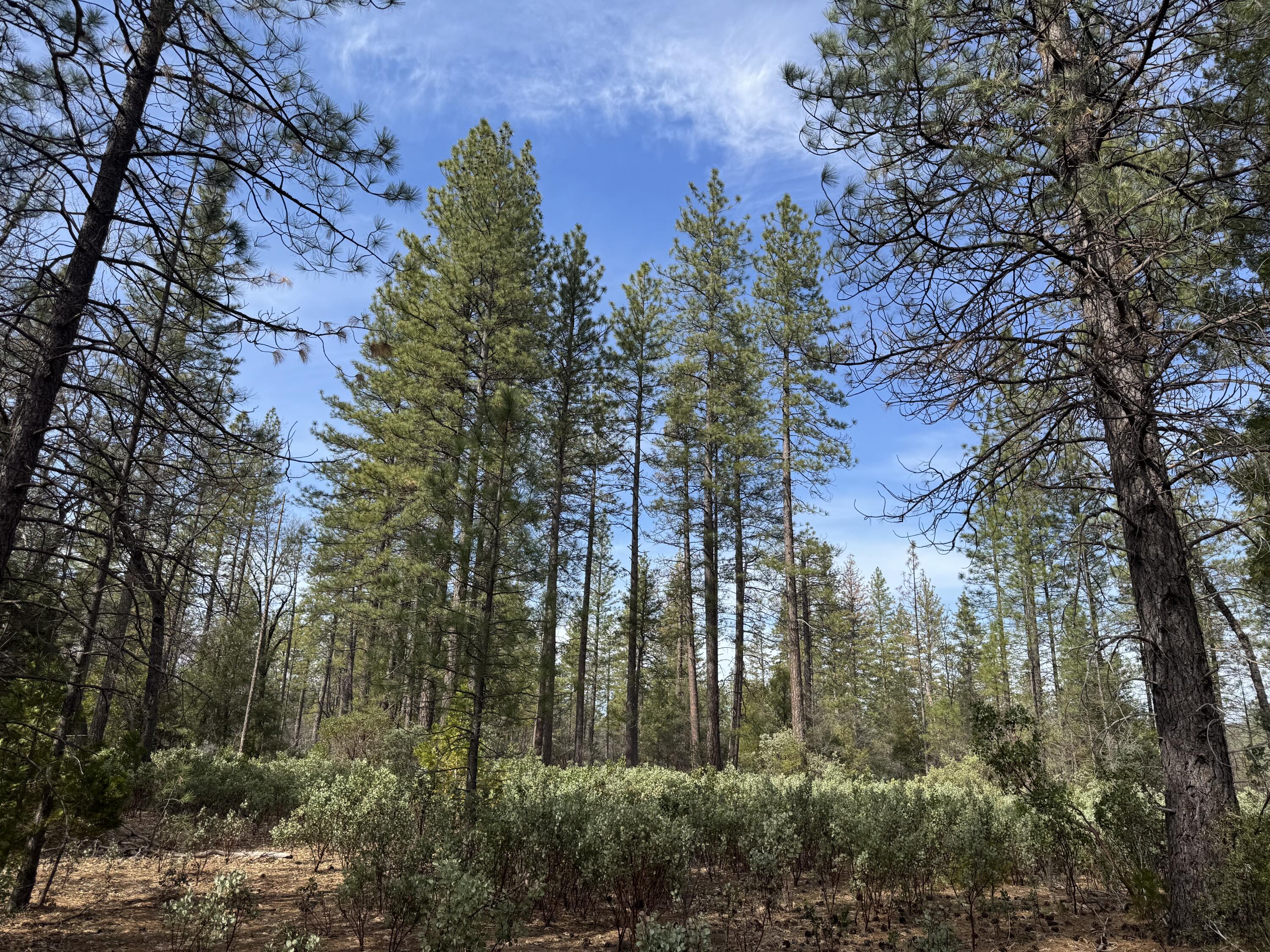 11 Whitmore Village Road Whitmore, CA 96096 - Photo 4 of 6 3