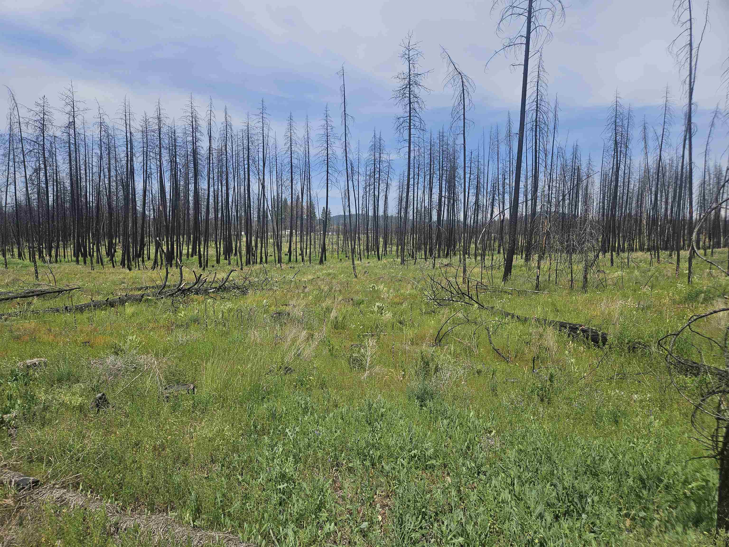 49013.9043 East Rd Elk Wa 99009 Road Elk, WA 99009 - Photo 3 of 14