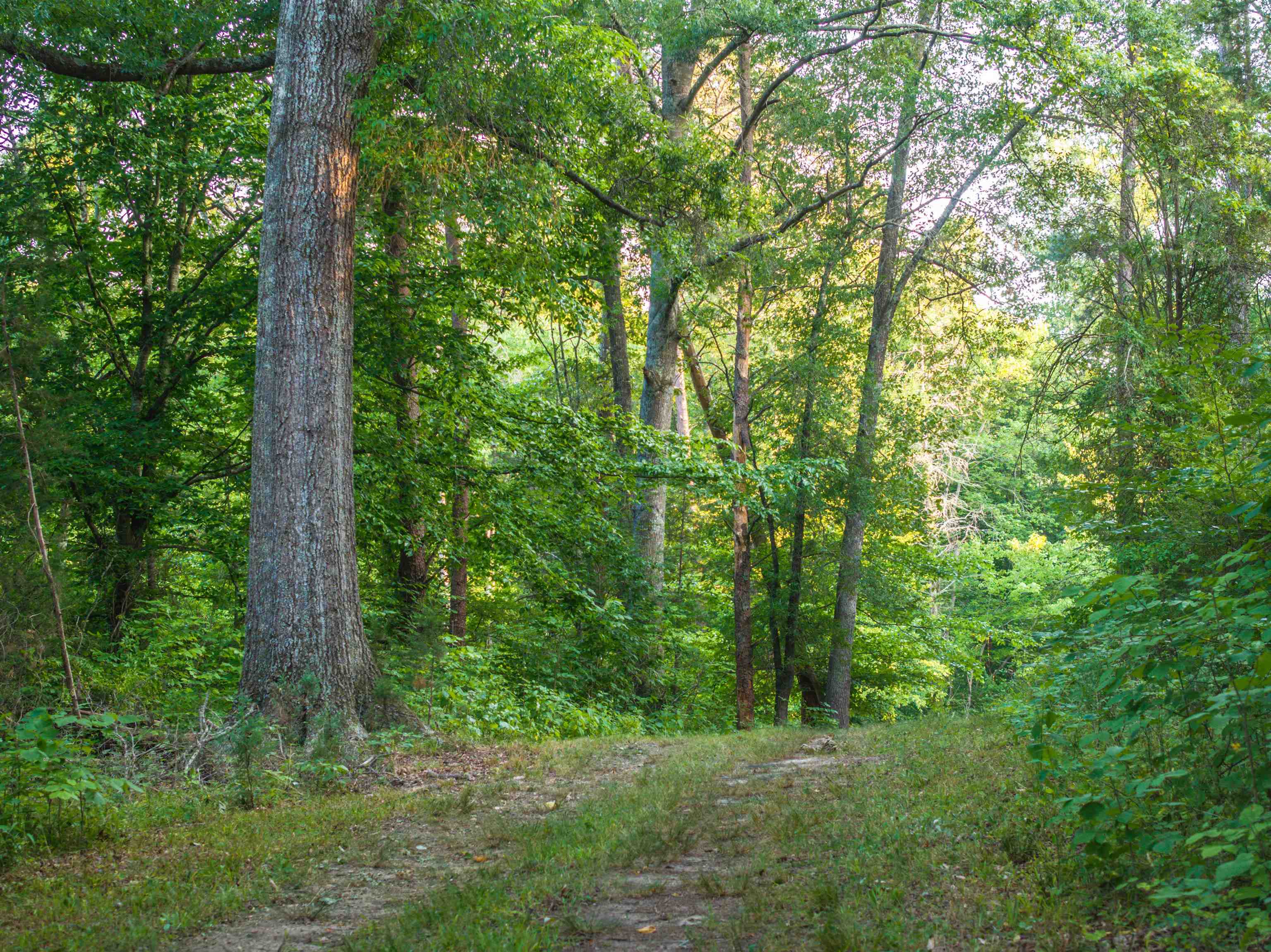 Tbd Tbd Bridgeport Road Arvonia, VA 23004 - Photo 50 of 60 Gallery Image 50