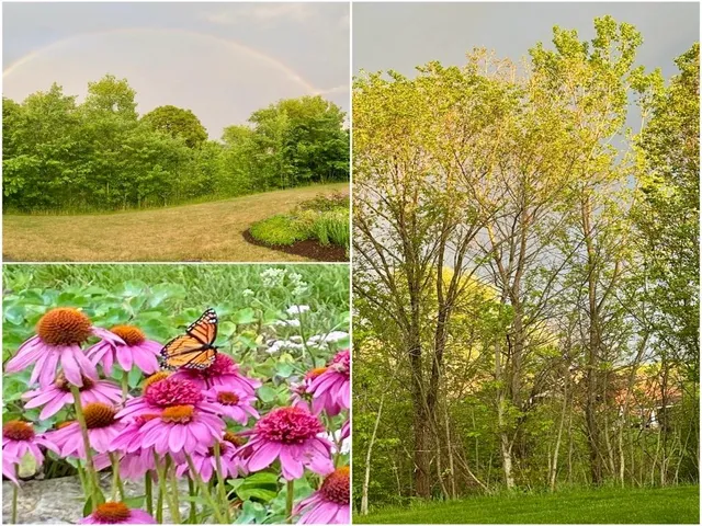 a view of a garden with flowers