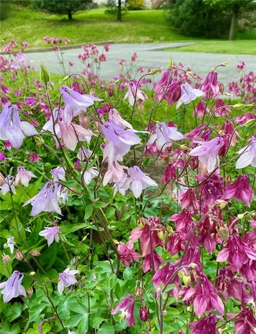 a view of a bunch of flowers