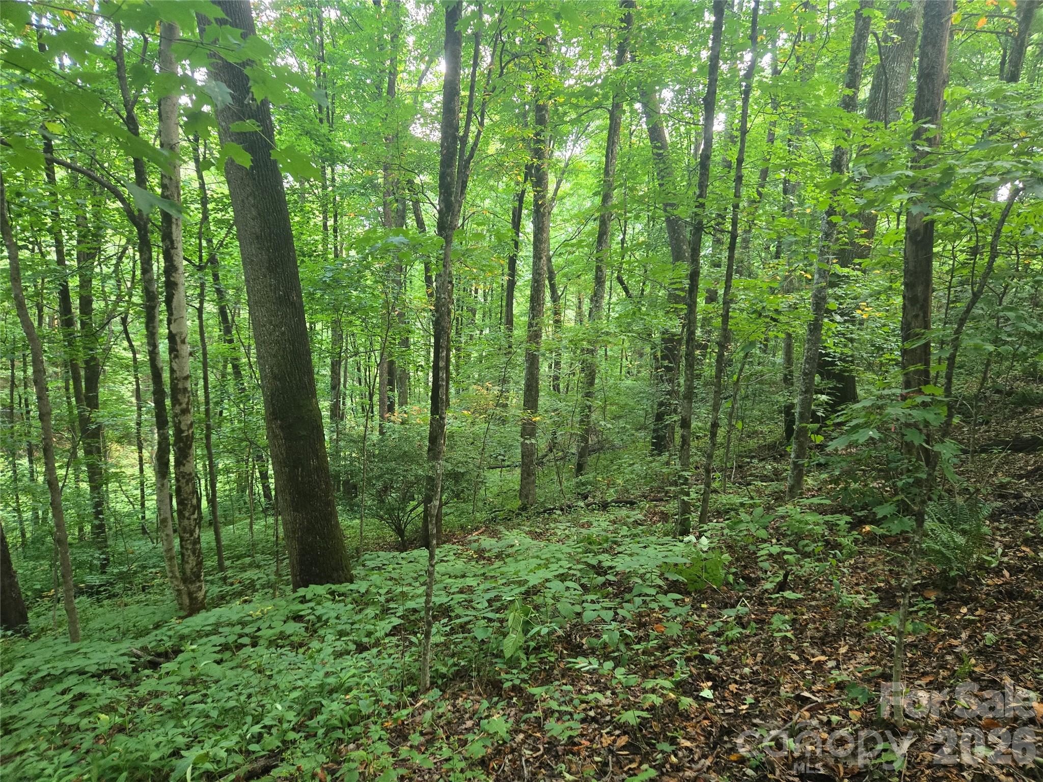 0 Rosemount Road Sylva, NC 28779 - Photo 1 of 13