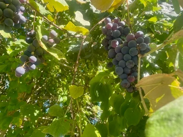 a view of house with swimming pool outdoor seating