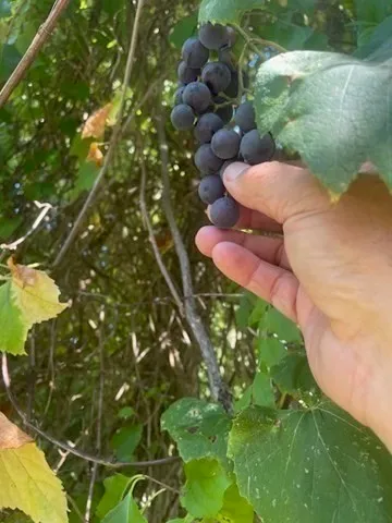 a view of a house with small yard plants and chairs