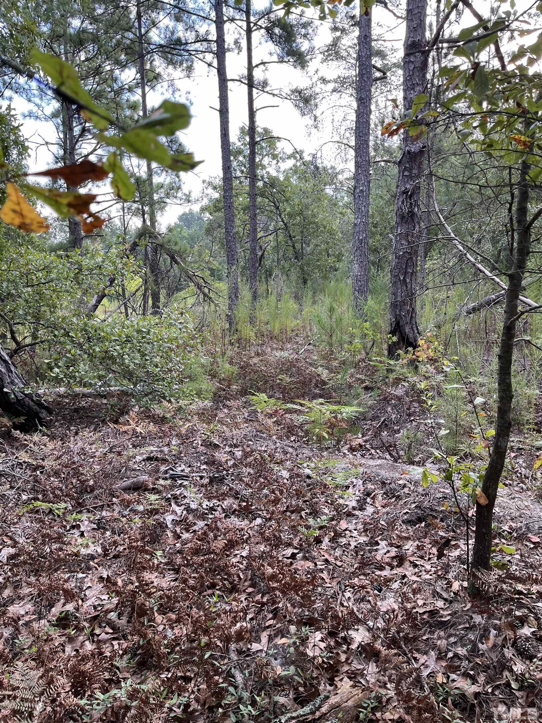 Tbd Brewington Avenue Rockingham, NC 28379 - Photo 20 of 21 a big yard with lots of green space