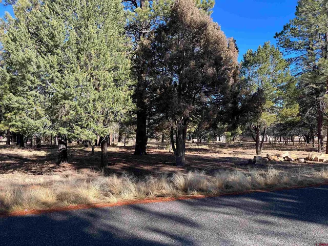 a view of yard covered with trees
