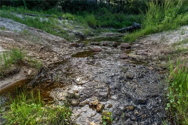 a view of a forest with a tree