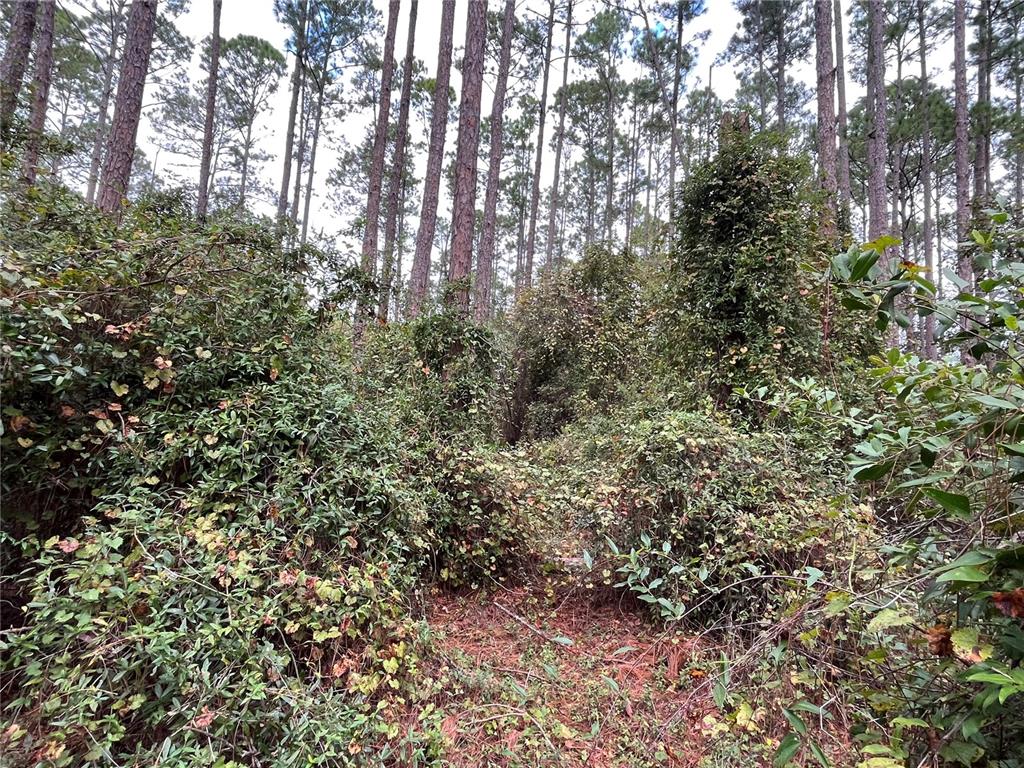 108 5th Street Georgetown, FL 32139 - Photo 6 of 7