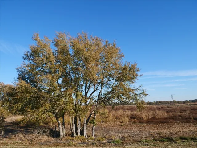 a view of large tree