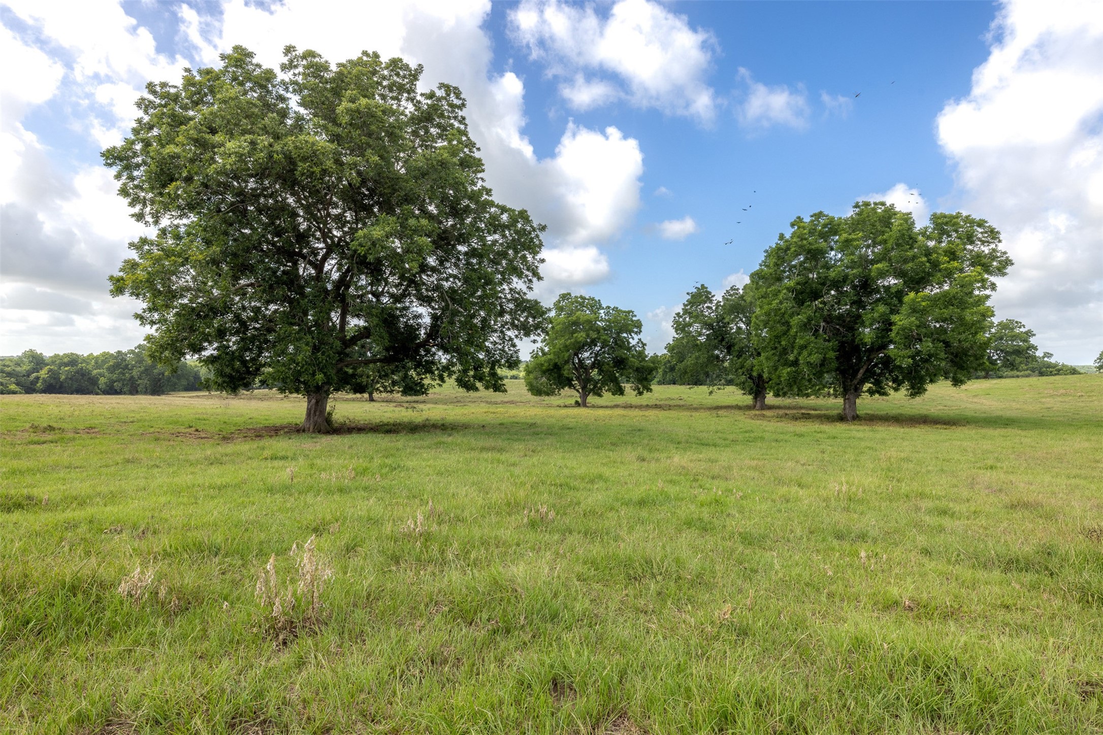 6550 Gibbs Creek Road Chappell Hill, TX 77426 - Photo 17 of 32 a view of garden