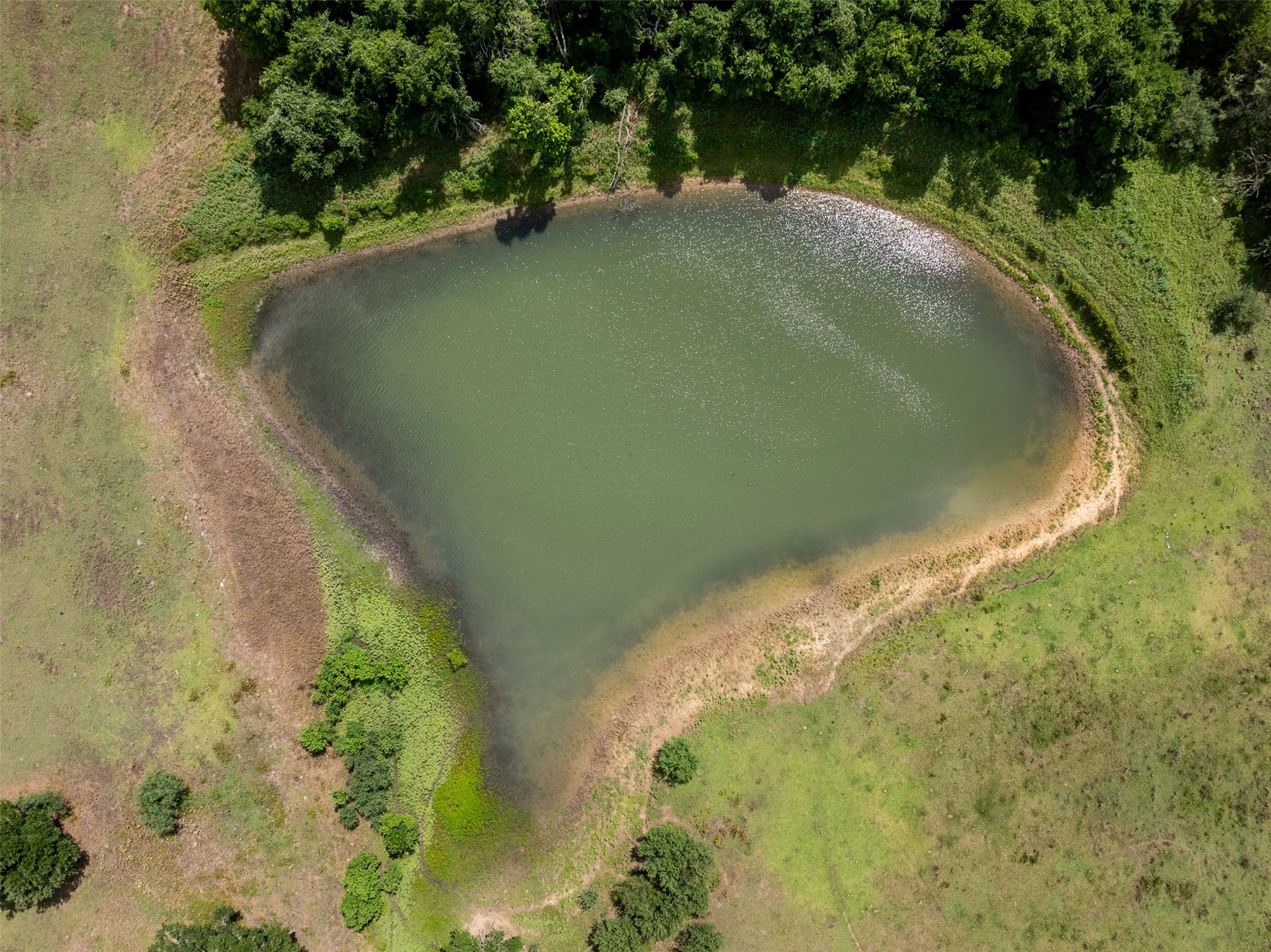 6550 Gibbs Creek Road Chappell Hill, TX 77426 - Photo 26 of 32 a view of a lake in a forest
