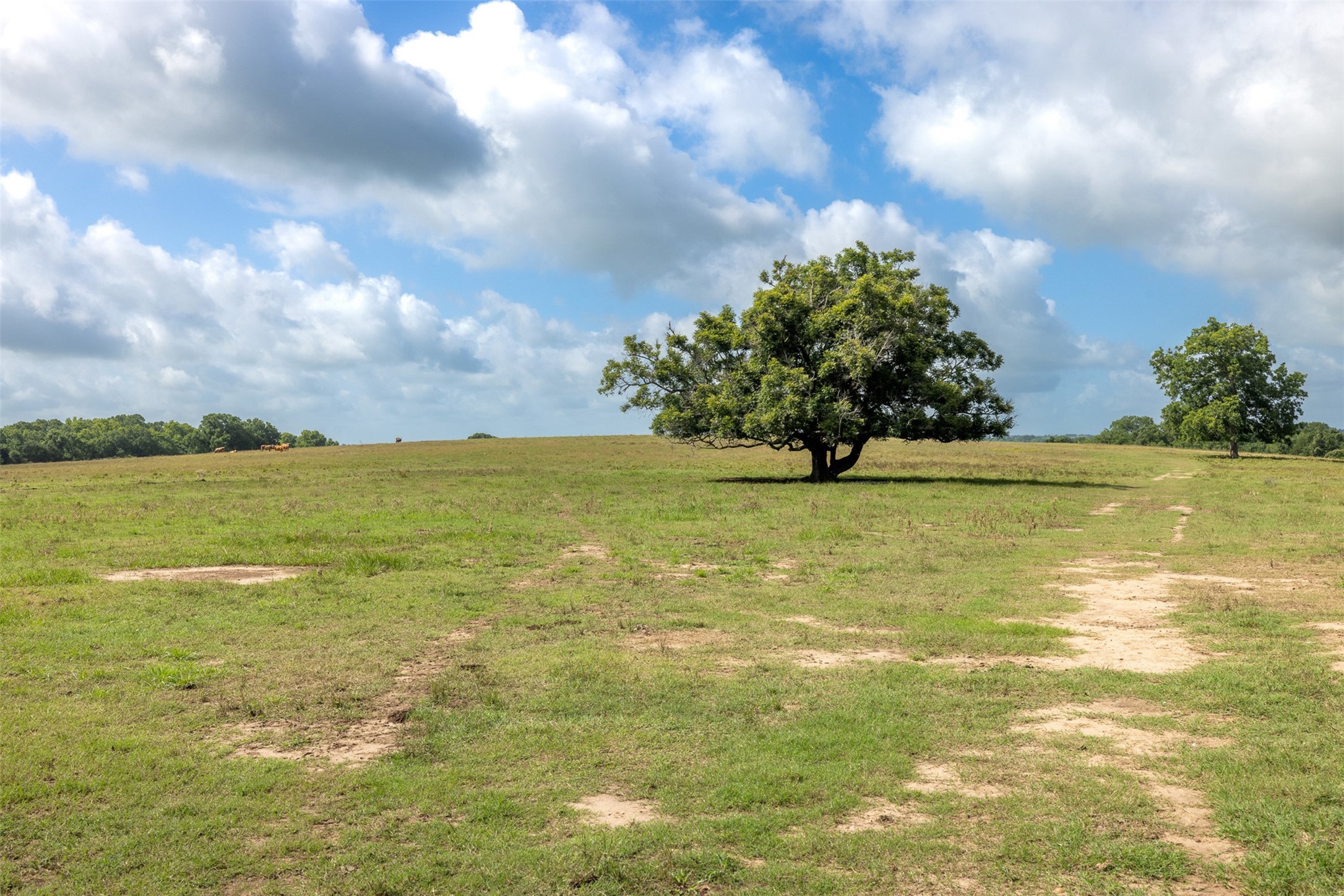 6550 Gibbs Creek Road Chappell Hill, TX 77426 - Photo 6 of 32 a view of an ocean