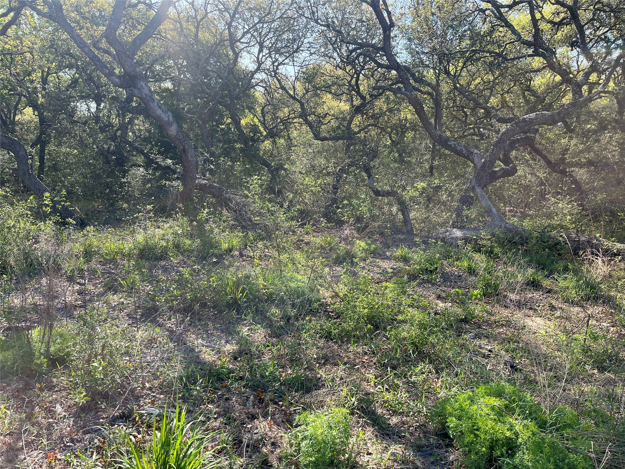 0 County Road 120 Hallettsville, TX 77964 - Photo 6 of 7