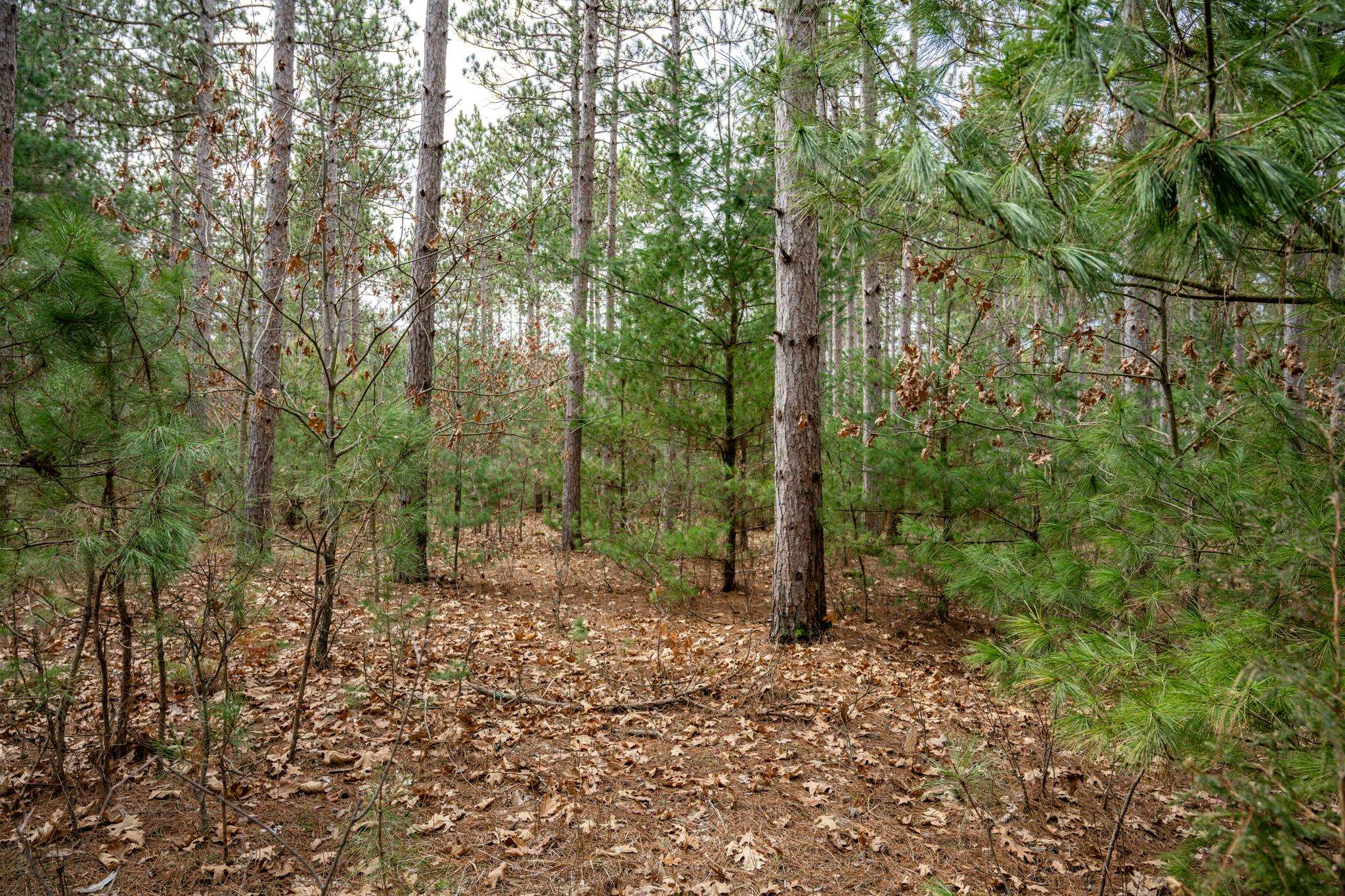 Lot 12 19th Friendship, WI 53934 - Photo 11 of 20