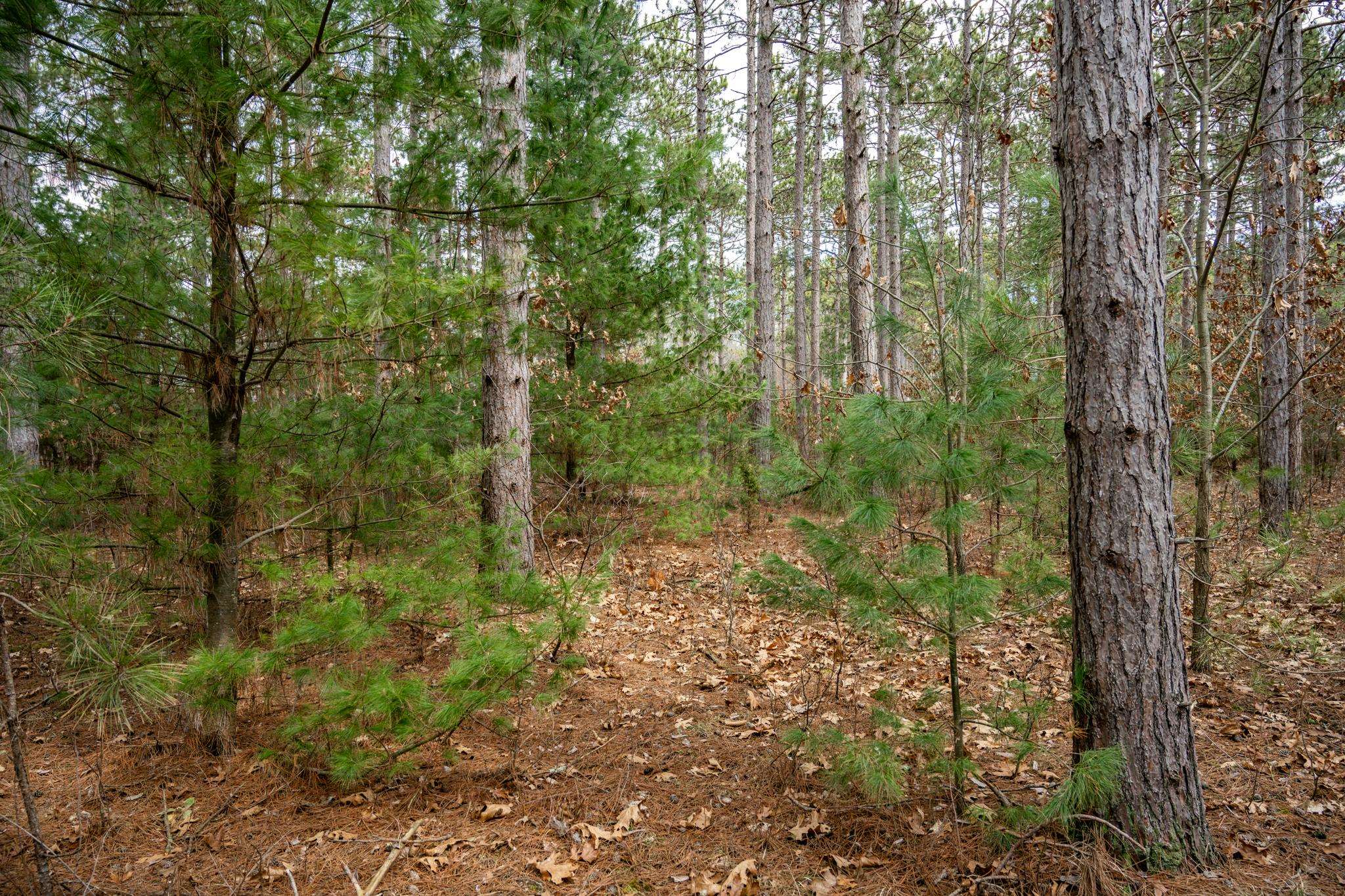Lot 12 19th Friendship, WI 53934 - Photo 12 of 20