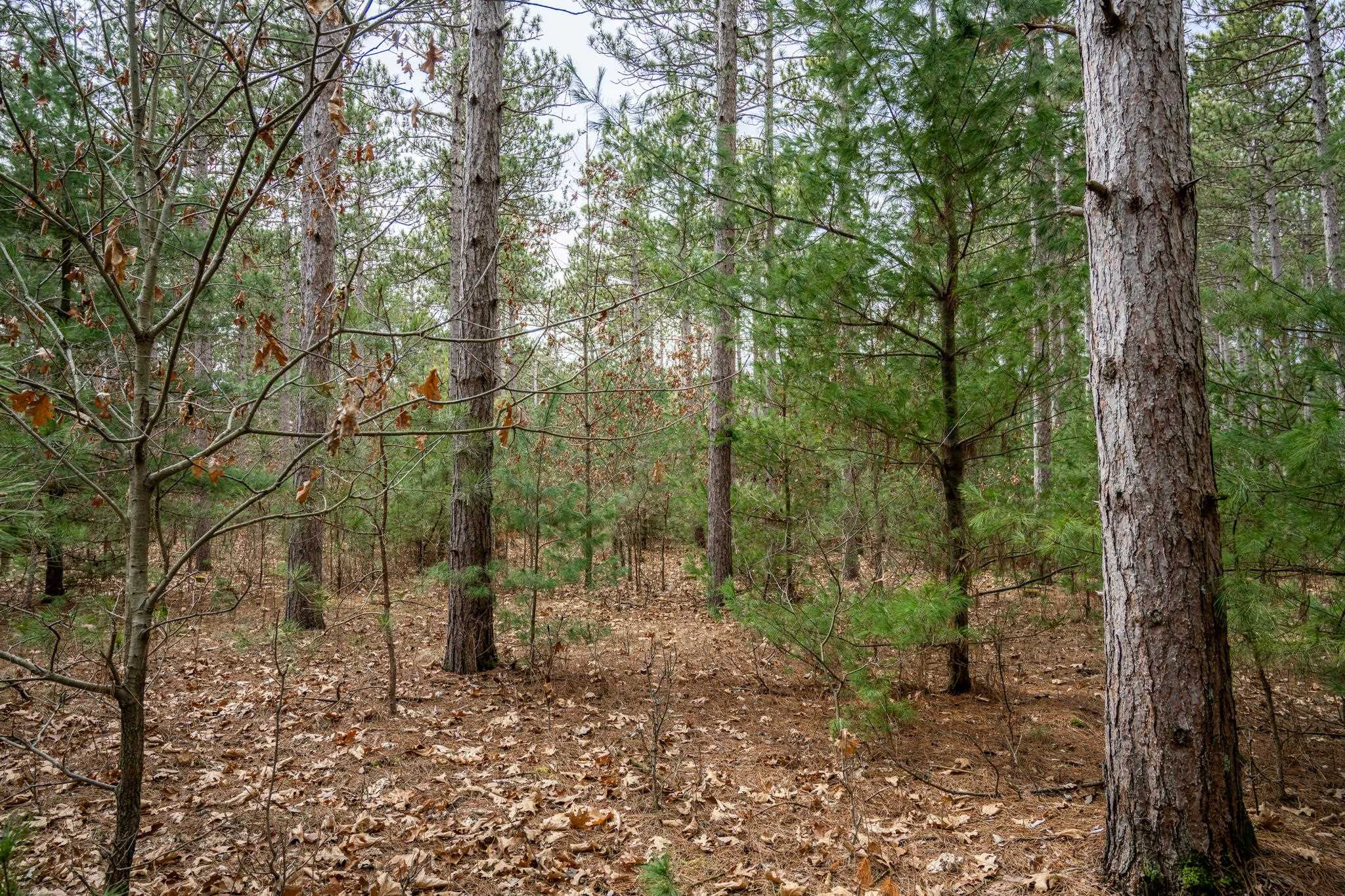 Lot 12 19th Friendship, WI 53934 - Photo 13 of 20