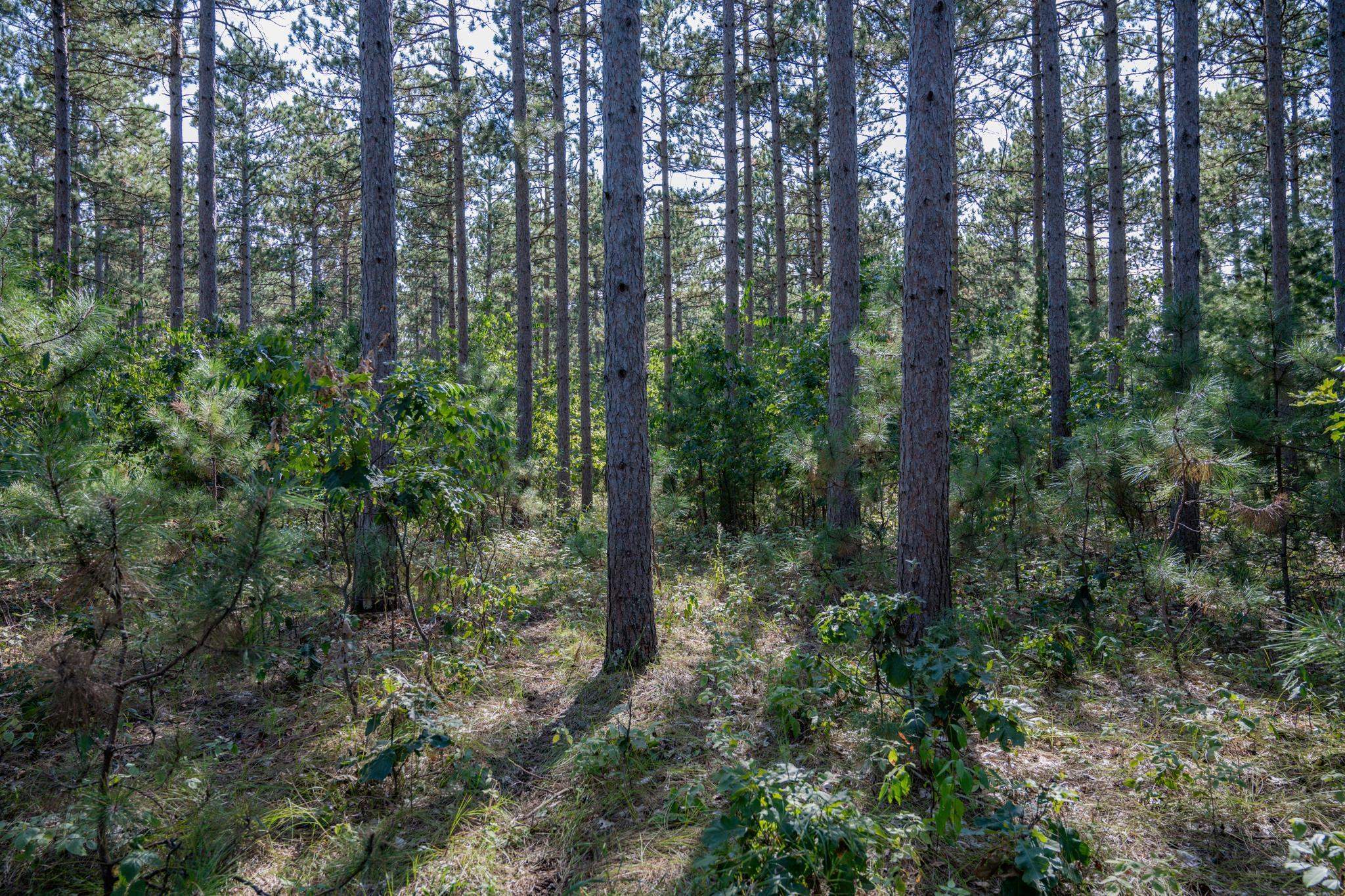 Lot 12 19th Friendship, WI 53934 - Photo 6 of 20