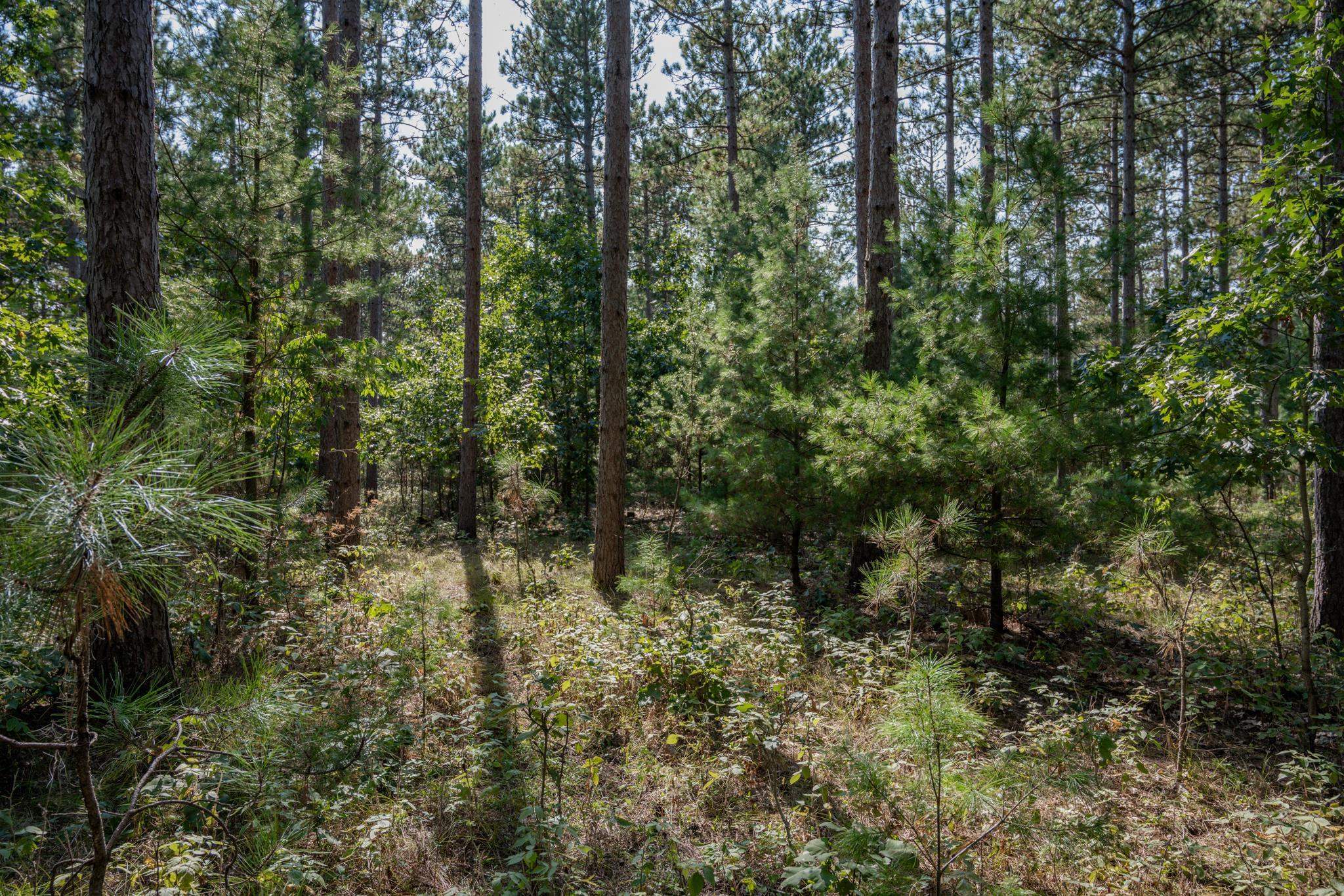 Lot 12 19th Friendship, WI 53934 - Photo 7 of 20