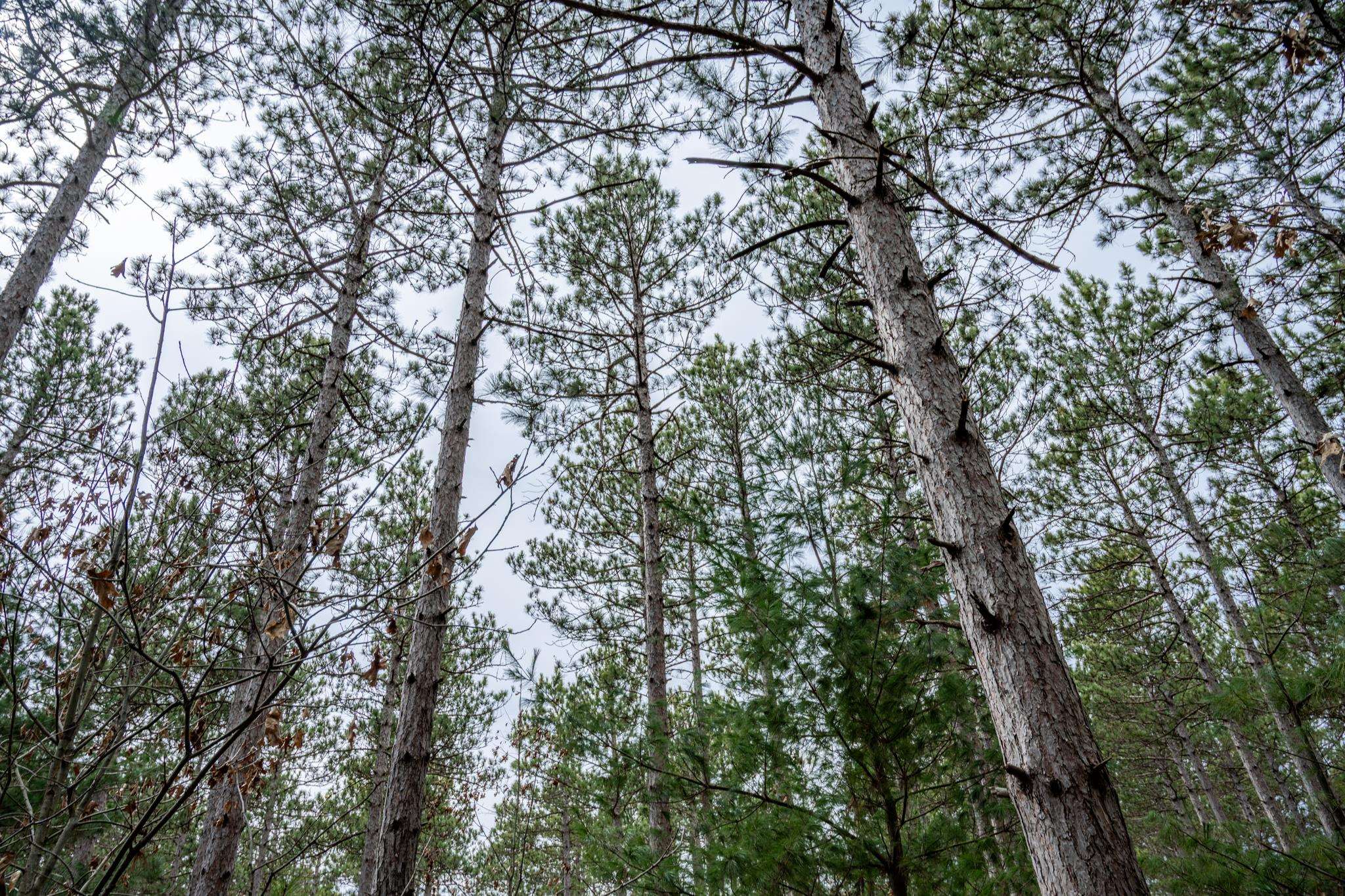 Lot 12 19th Friendship, WI 53934 - Photo 9 of 20