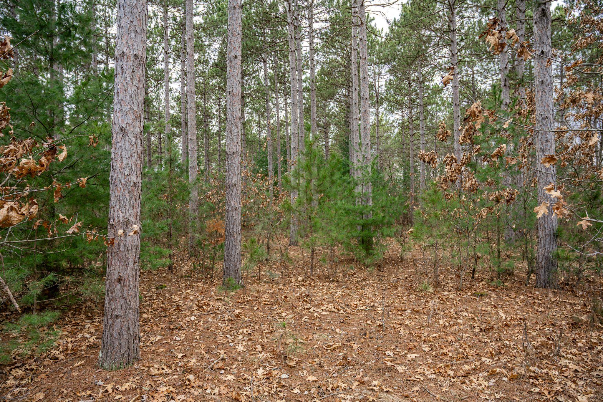 Lot 12 19th Friendship, WI 53934 - Photo 10 of 20