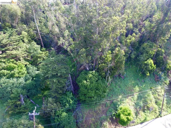 a view of a lake with a tree