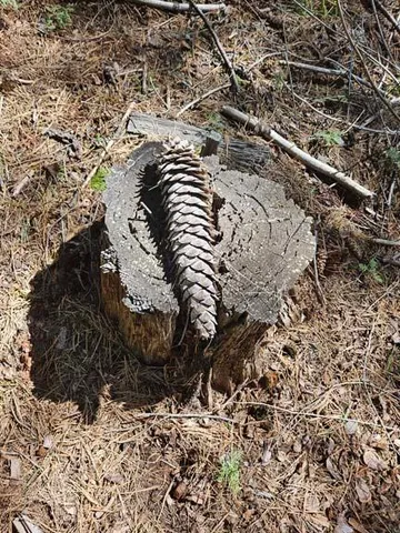 a view of a field with trees in the background